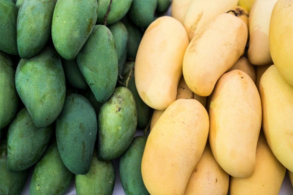 การใช้เครื่องบันทึกอุณหภูมิ LCD แบบใช้แล้วทิ้งจะทำให้การขนส่งมะม่วงมีความปลอดภัยมากขึ้น